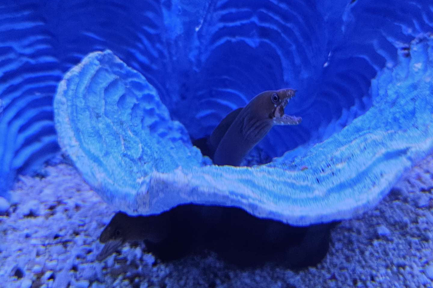 Chestnut Fish Chestnut Moray
