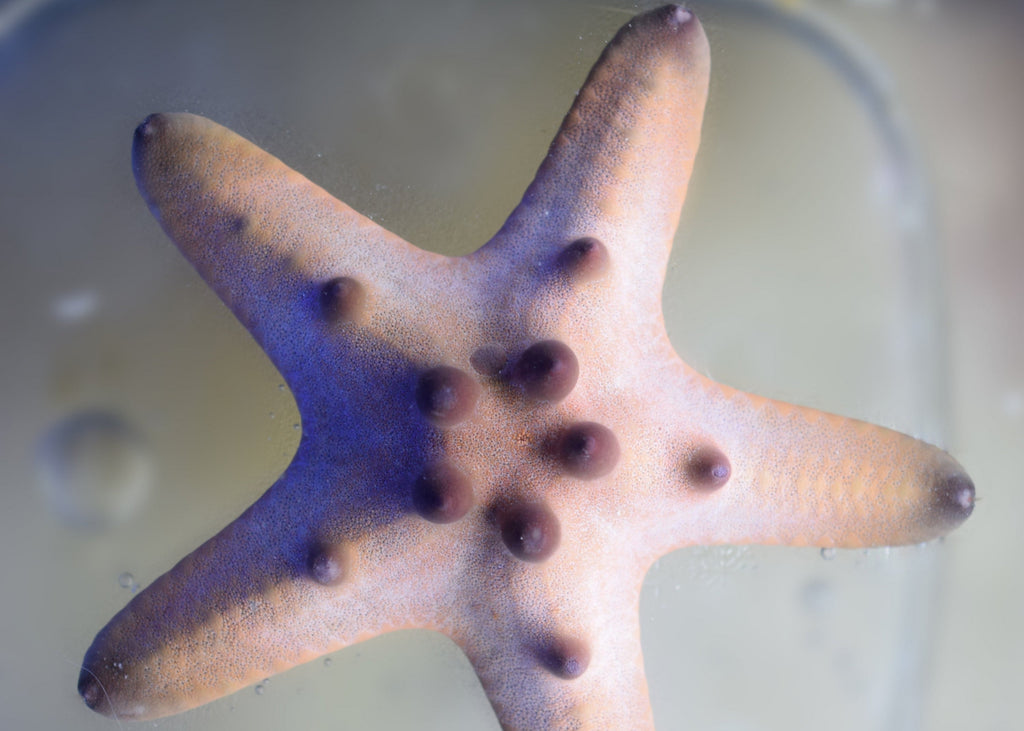 Chocolate Chip Starfish