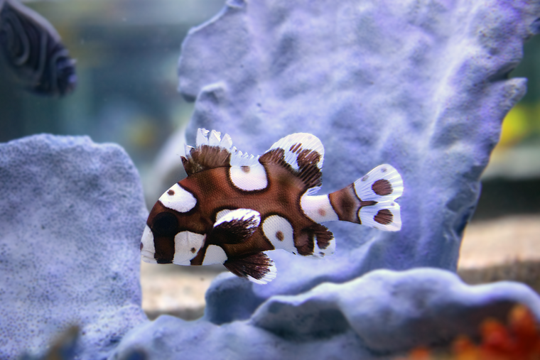 Clown Sweetlips