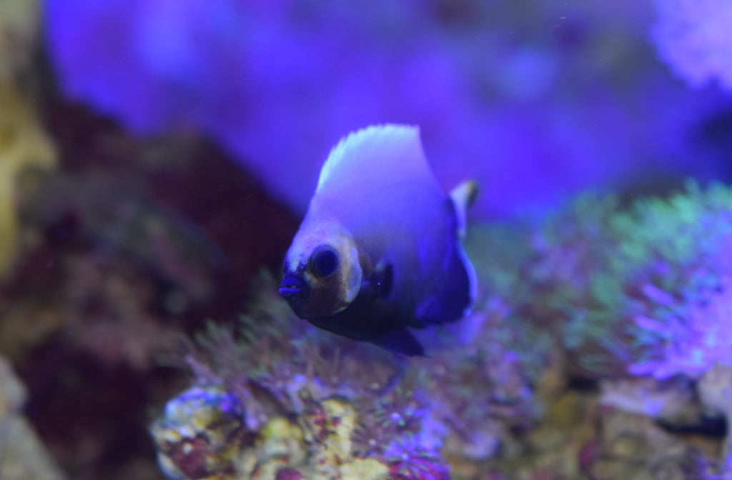 Conspicillatus Angel (Aquacultured)