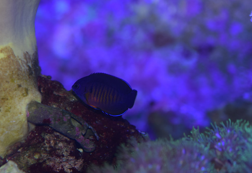 Coral Beauty