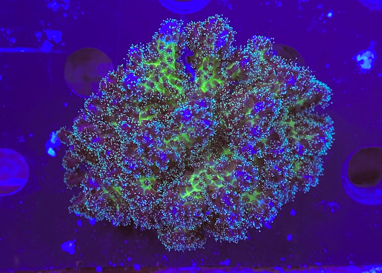 Rainbow Pocillopora