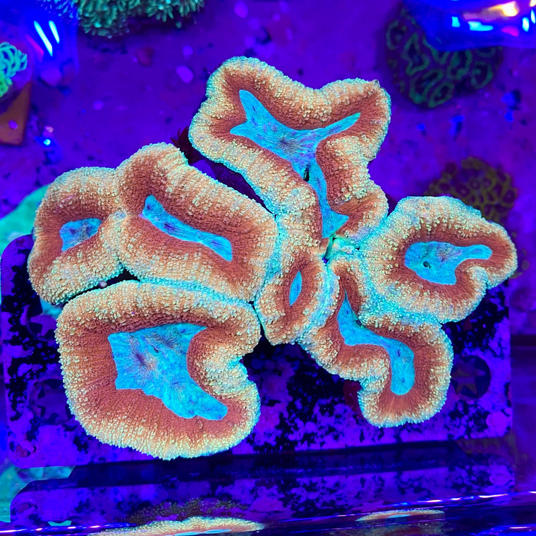 Tricolor Lobophyllia