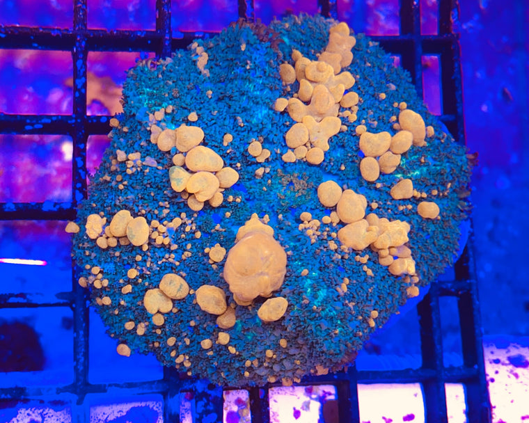 Sunkist Bounce Mushroom