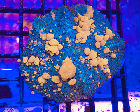 Sunkist Bounce Mushroom