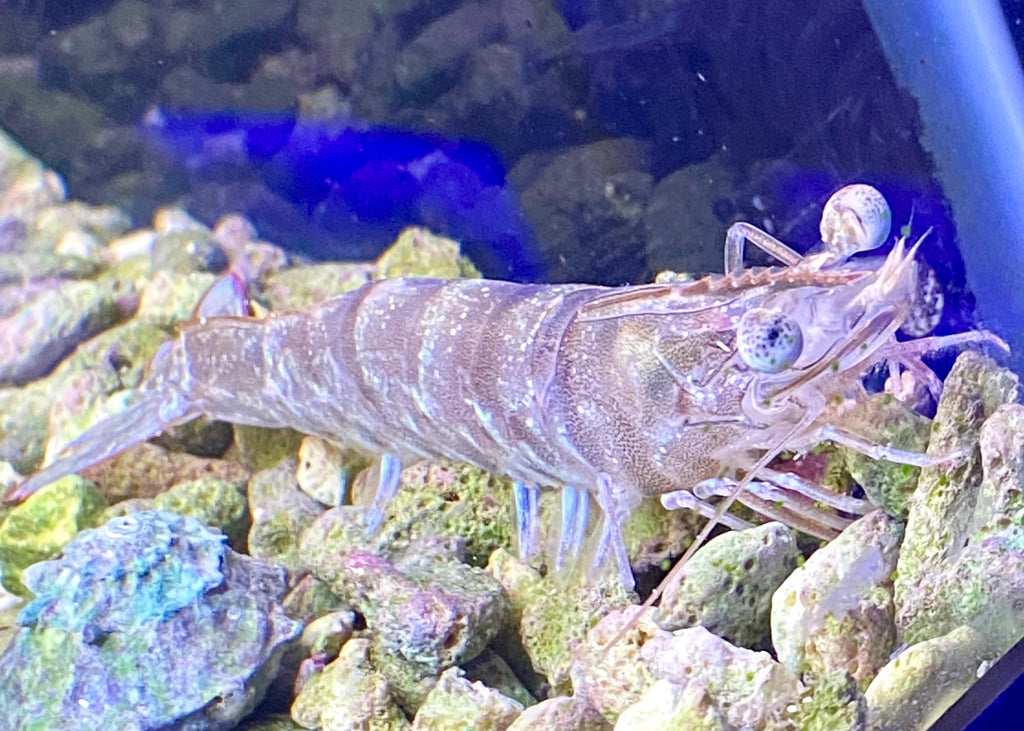 Sandy Brown Shrimp