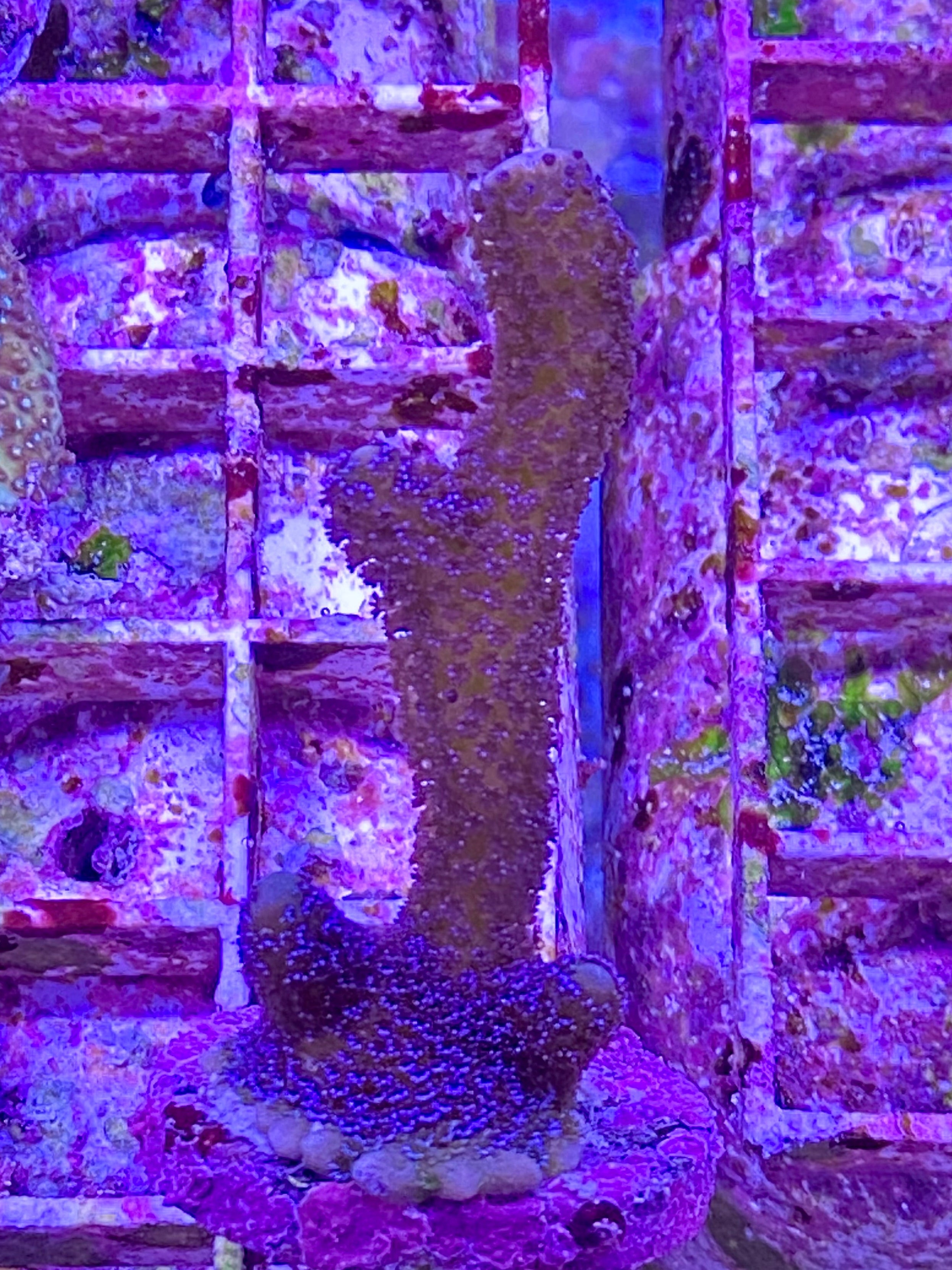 German Blue Montipora Digitata