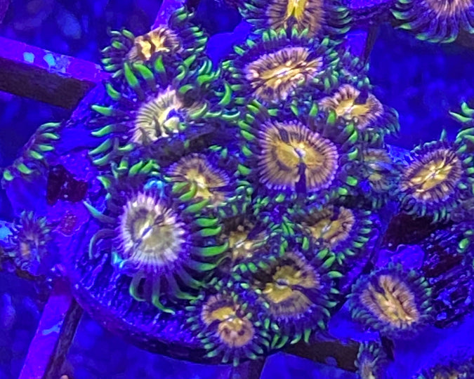 Nirvana Zonthid
