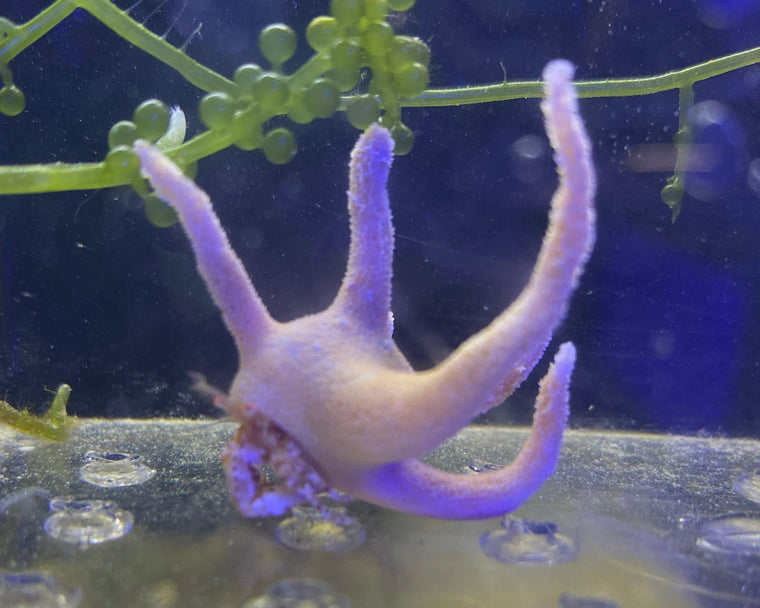 Staghorn Hermit Crab