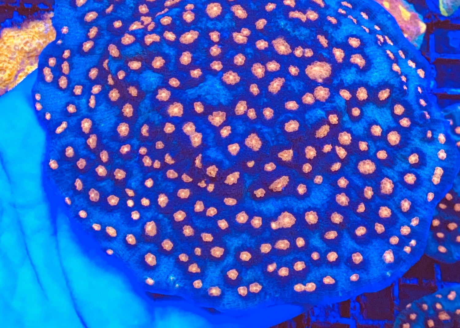 Killer Klown Chalice