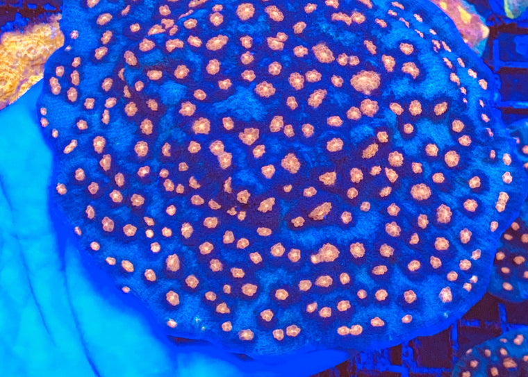 Killer Klown Chalice