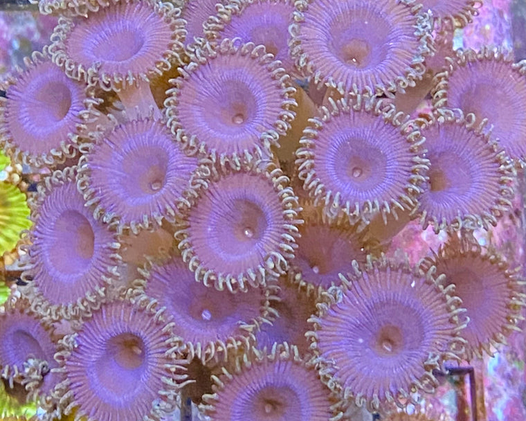 Purple Death Palythoa