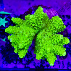 Neon Green Acropora (Maricultured)