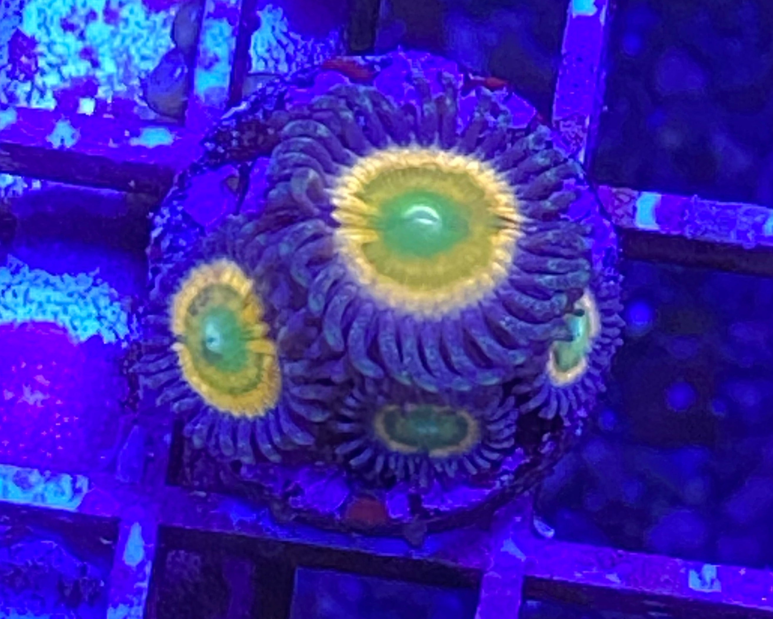Tangerang Zoanthid