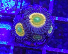 Tangerang Zoanthid