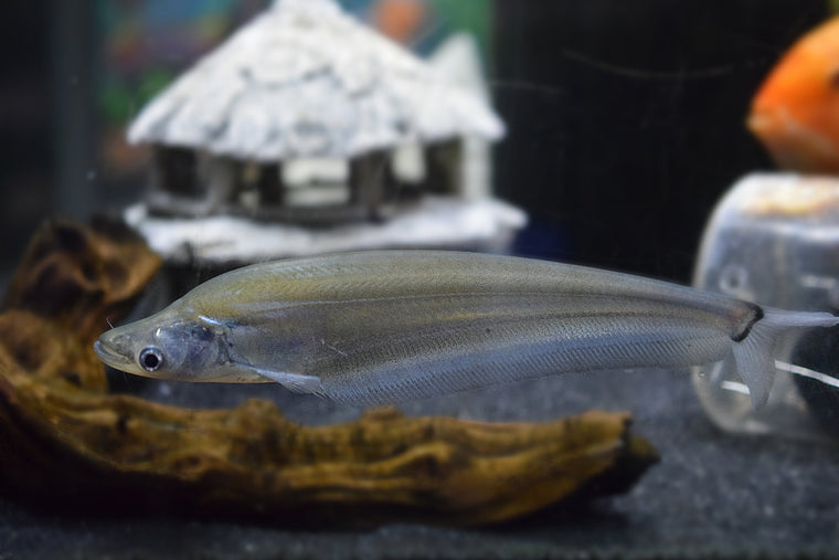 Blue  Sheatfish