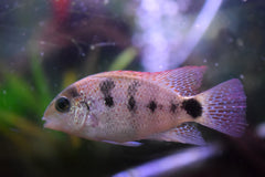 Argentea Cichlid
