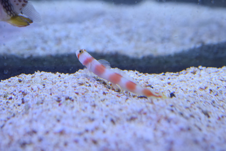 Aurora Goby