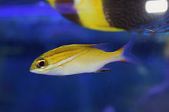 Two-Lined Monocle Bream