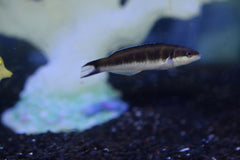 Blue Head Wrasse