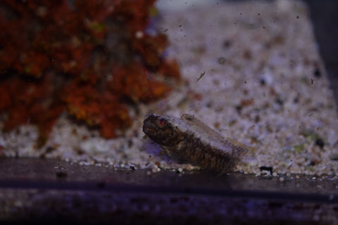 Dusky Jawfish