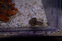 Dusky Jawfish