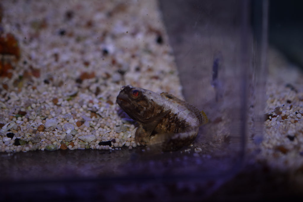 Dusky Jawfish