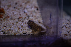 Dusky Jawfish
