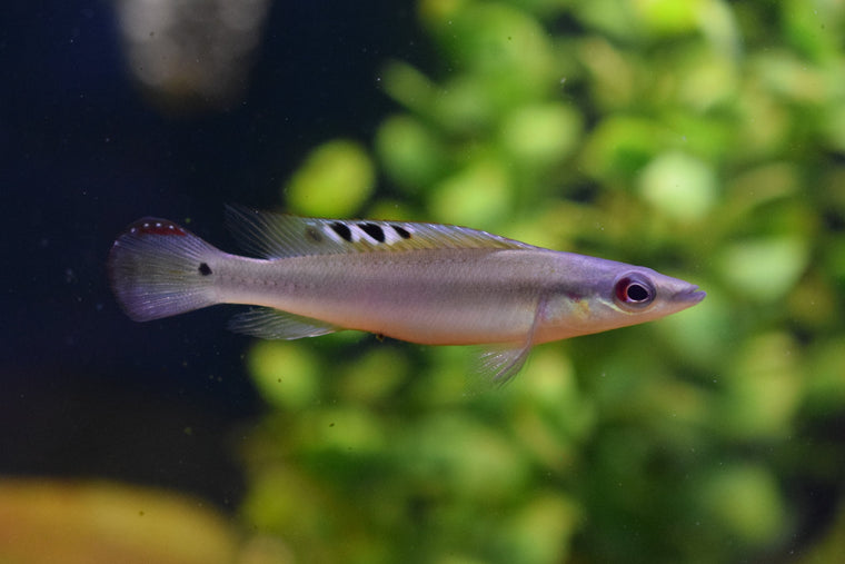 Regani Dwarf Pike Cichlid