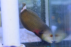 Dragon Wrasse