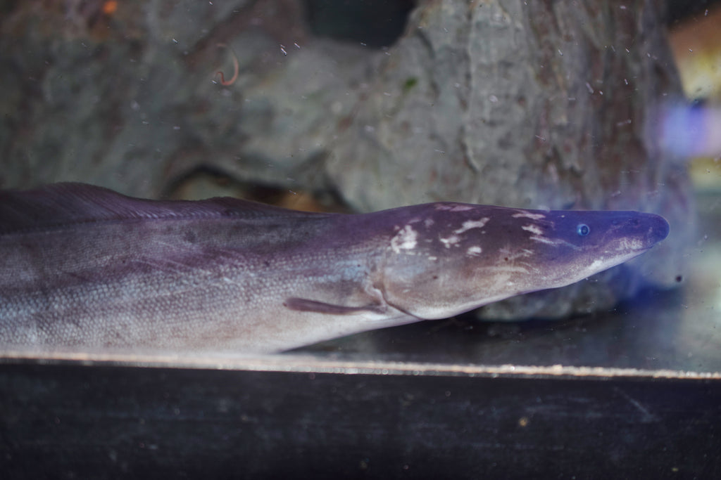 Aba Aba Knife Fish