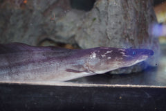 Aba Aba Knife Fish