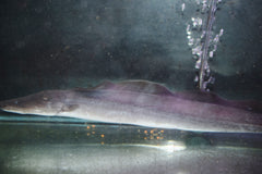 Aba Aba Knife Fish