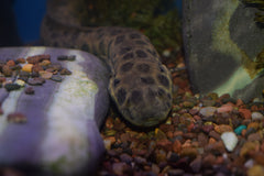 African Lungfish