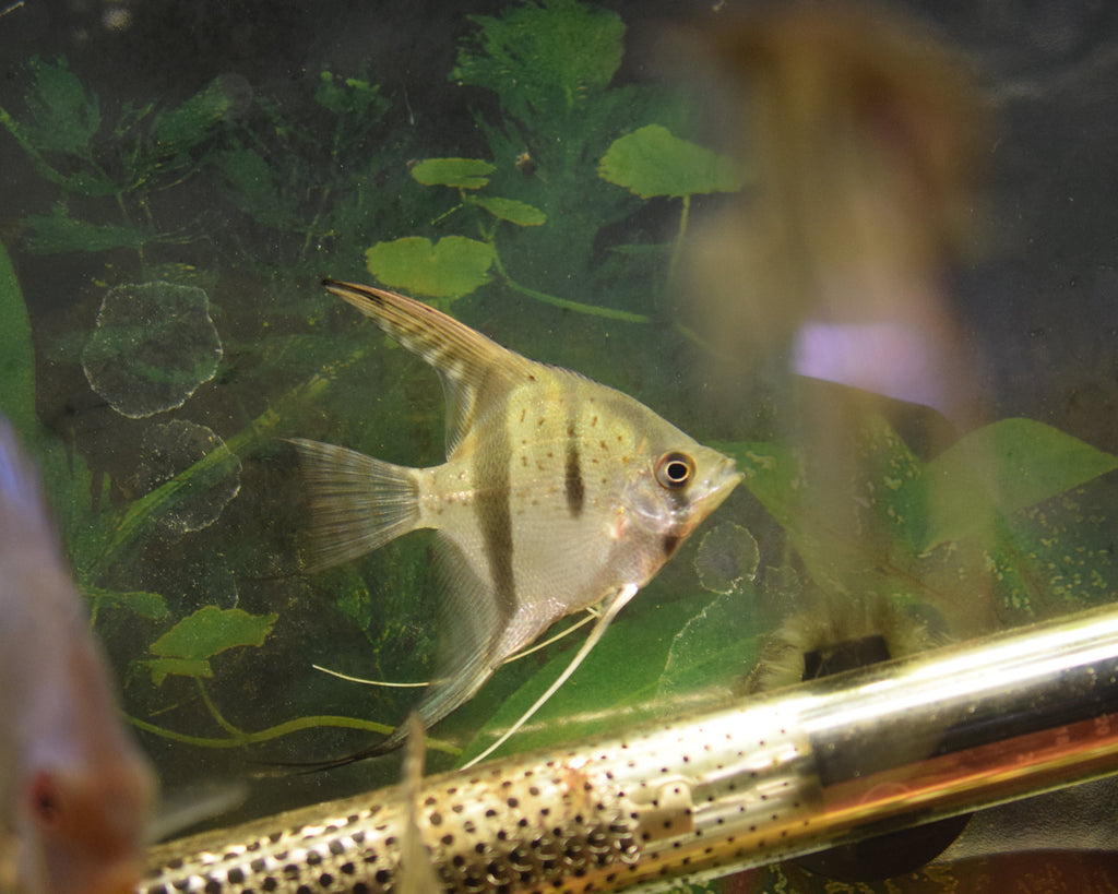 Wild guyana Red Dragon Angelfish