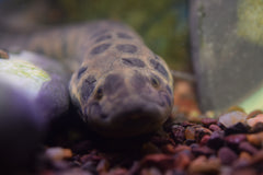 African Lungfish