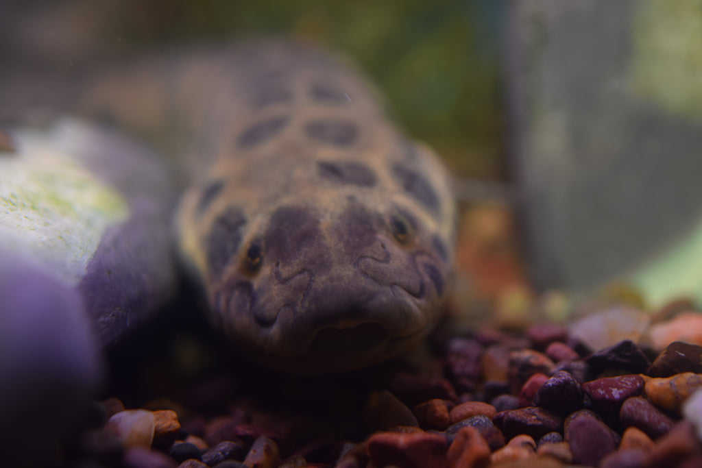 African Lungfish