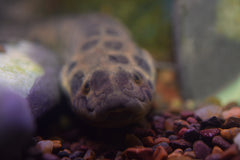 African Lungfish