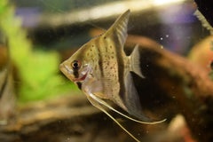 Wild guyana Red Dragon Angelfish