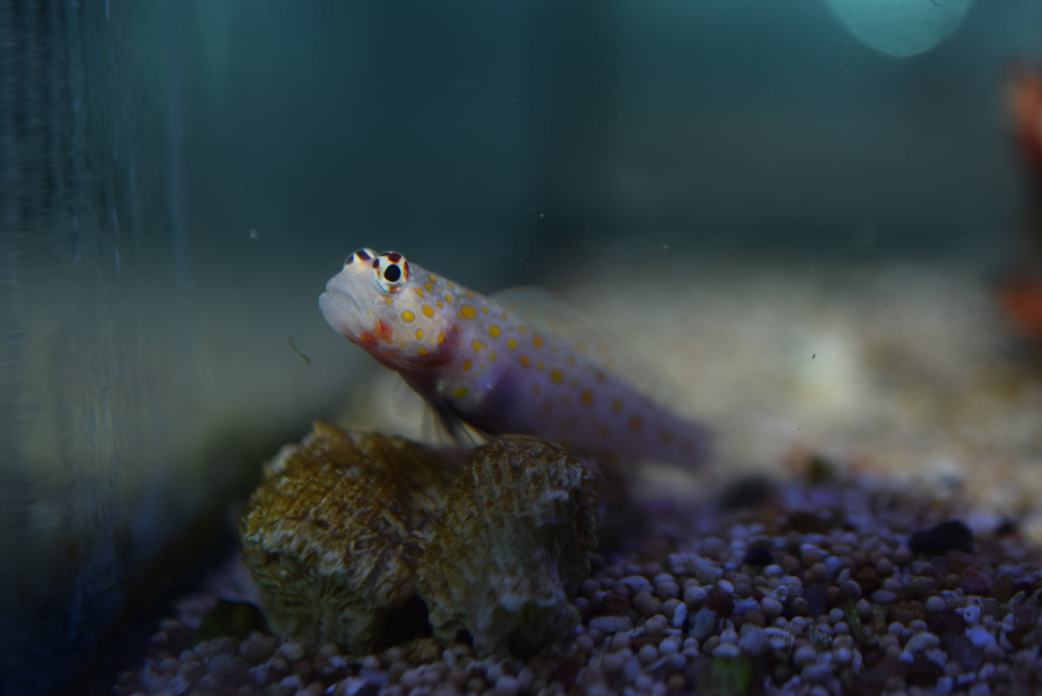 Guttata Goby