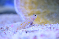 Guttata Goby
