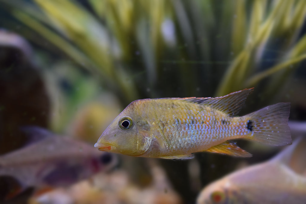 Geophagus steindachneri