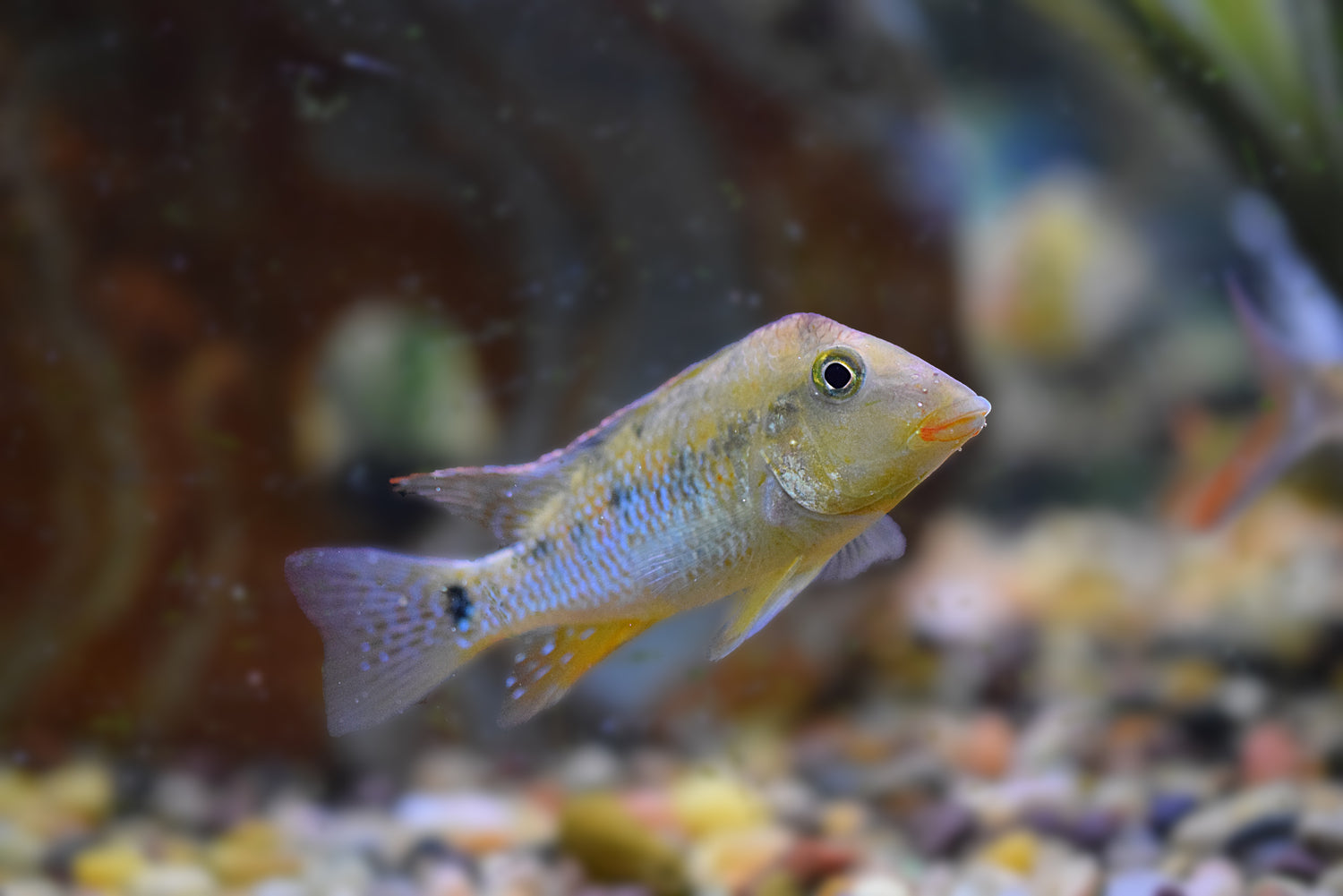 Geophagus steindachneri