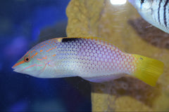 Marble Wrasse