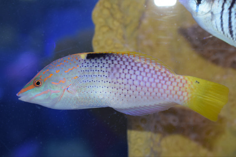 Marble Wrasse