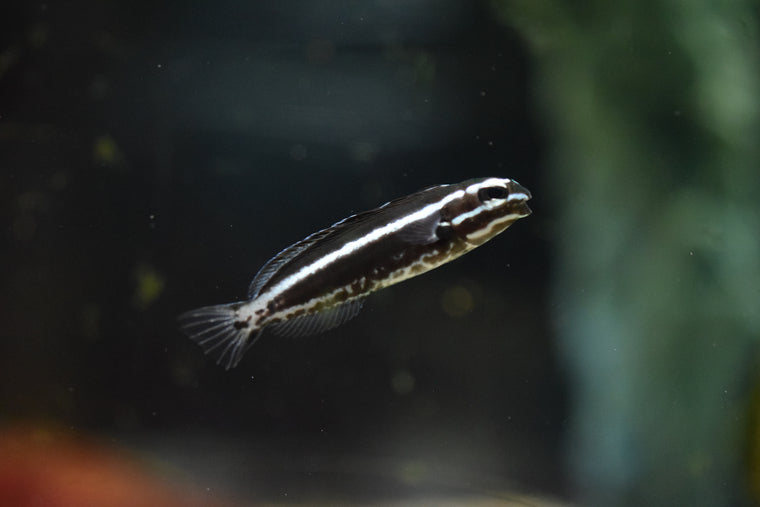 Kamohara Blenny