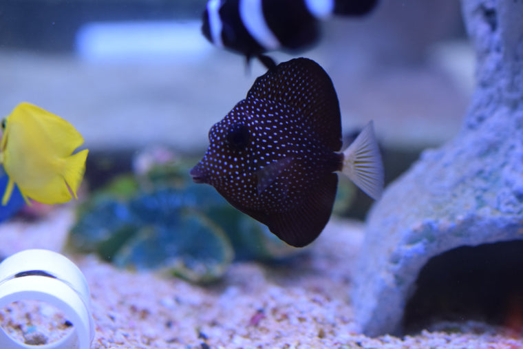 Gem Tang