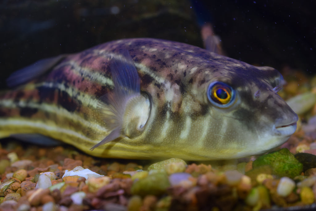 Fahaka Puffer