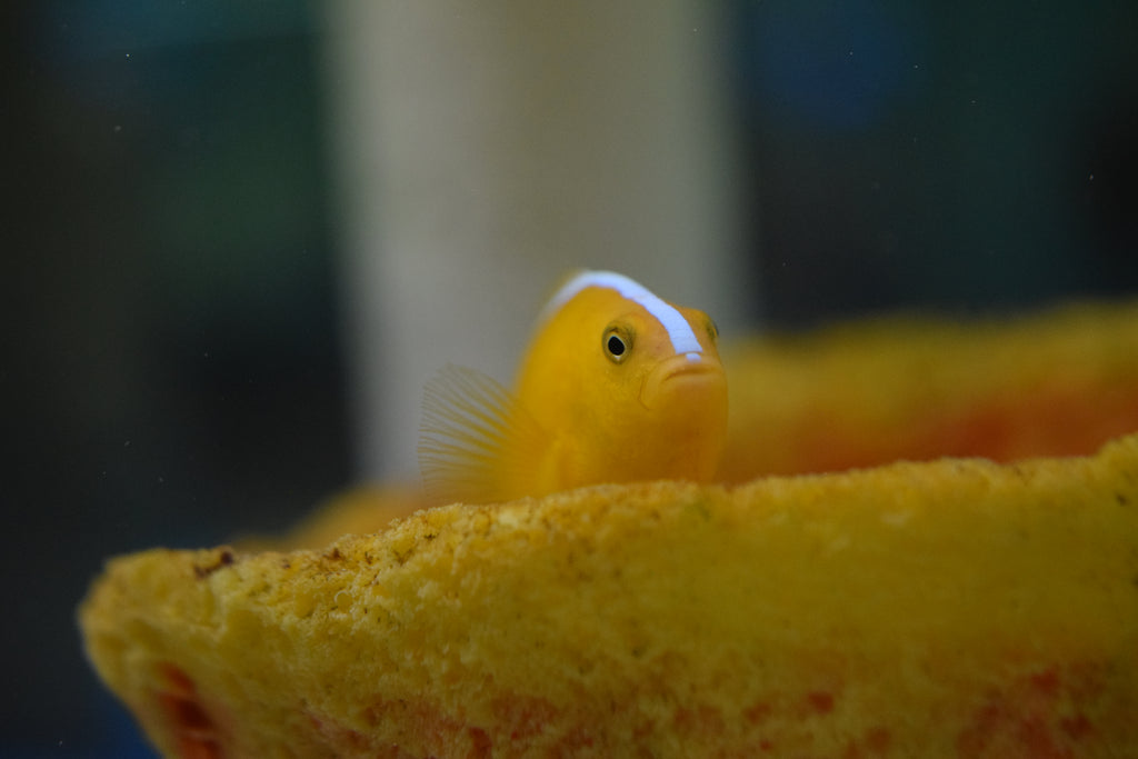 Orange Skunk Clown