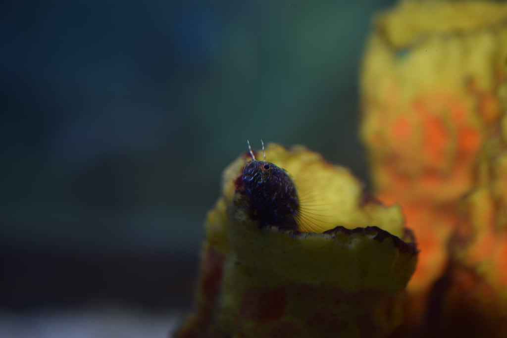 Sailfin Blenny